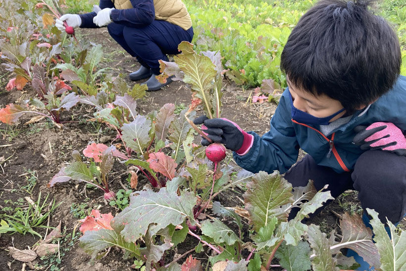 野菜収穫体験。