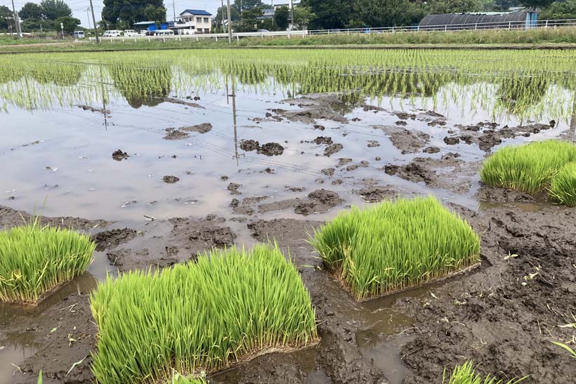 田植え。